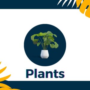 نباتات